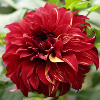 Dalia talerzowa Bohemian Spartacus
