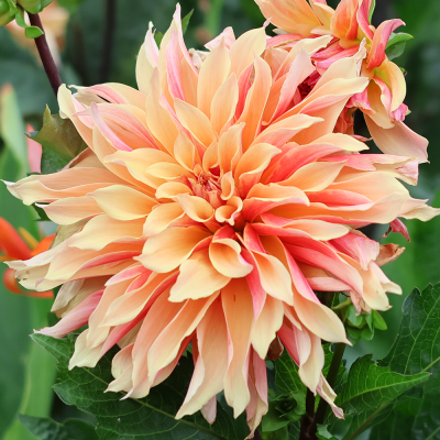 Dalia talerzowa Cafe au lait Twist 1szt