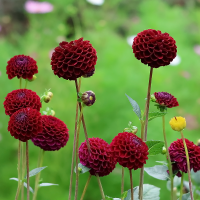 Dalia pomponowa Dark Spirit