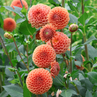 Dalia pomponowa Silvia