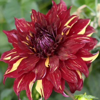 Dalia talerzowa Bohemian Spartacus