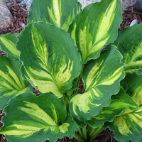 Funkia hosta Lakeside Paisley Print