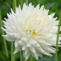 Dalia kaktusowa Playa Blanca