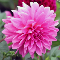 Dalia dekracyjna Rosella