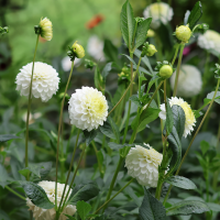 Dalia pomponowa White Aster
