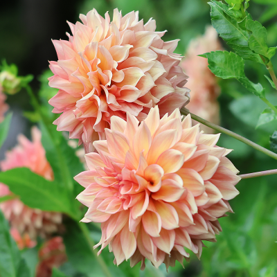 Dalia talerzowa Noordwijk Glorie 1szt