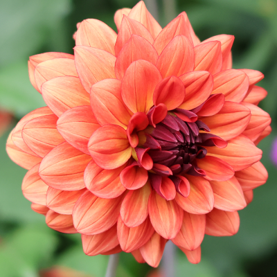 Dalia dekoracyjna Orange Nugget 1szt