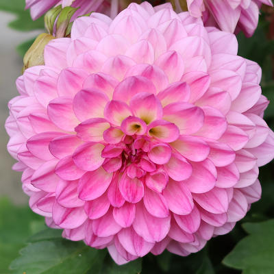 Dalia Melody Fanfare 1szt