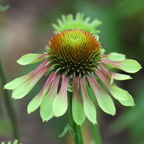 Jeżówka Green Twister