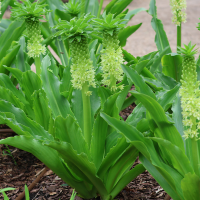 Eucomis Autumnalis