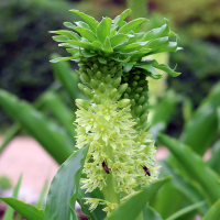 Eucomis Autumnalis