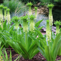 Eucomis Autumnalis