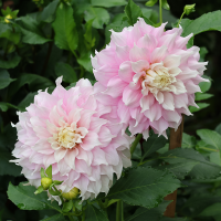 Dalia talerzowa Gitts Perfection