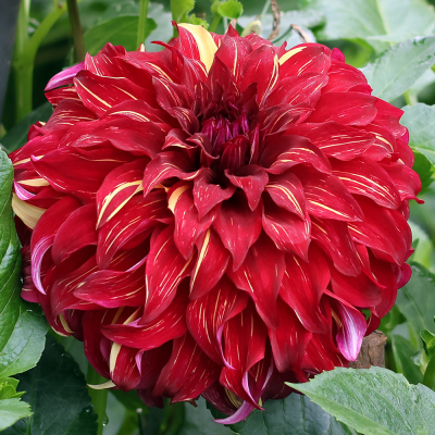 Dalia talerzowa Bohemian Spartacus 1szt