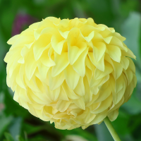 Dalia talerzowa Bilbao