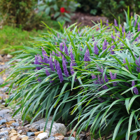 Liriope muscari