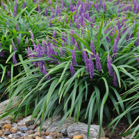 Liriope muscari