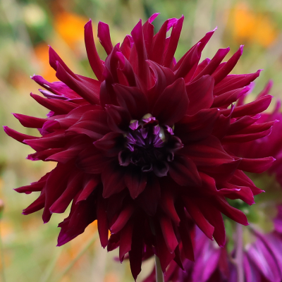 Dalia kaktusowa Purple Gem 1szt