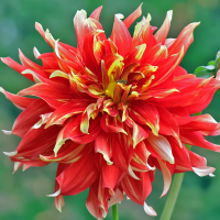 Dalia talerzowa Bodacious