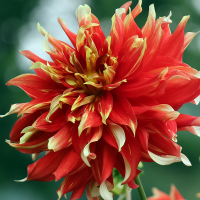 Dalia talerzowa Bodacious