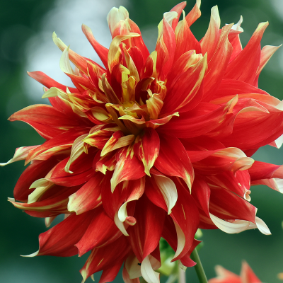 Dalia talerzowa Bodacious 1szt