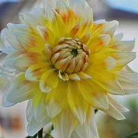 Dalia Peach and Cream