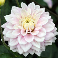 Dalia Break Out