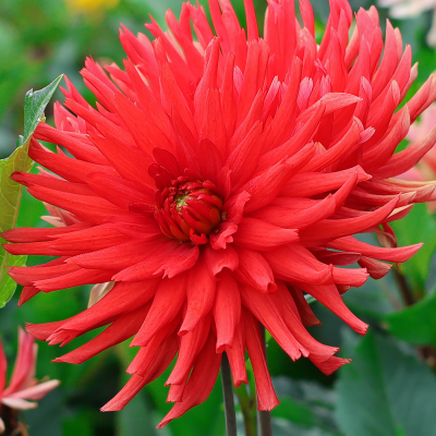 Dalia kaktusowa Red Pygmy 1szt