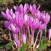 Colchicum Zimowit Lilac Wonder