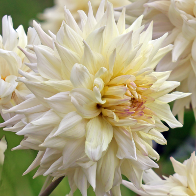 Dalia talerzowa Cafe au Lait Supreme 1szt