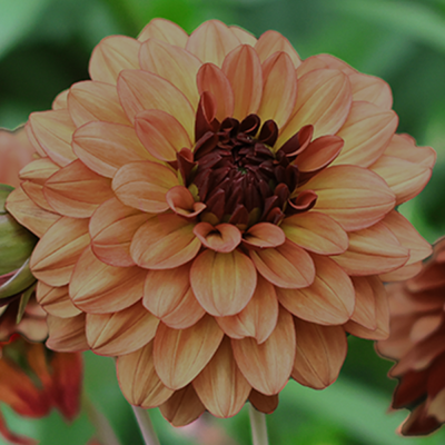 Dalia dekoracyjna Crème de Cognac 1szt