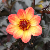 Dalia ciemnolistna HS Flame®