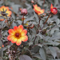 Dalia ciemnolistna HS Flame®