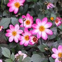 Dalia ciemnolistna American Pie