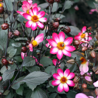Dalia ciemnolistna American Pie