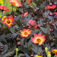 Dalia ciemnolistna HS Flame