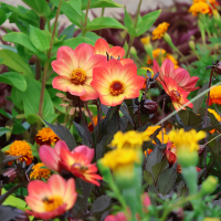 Dalia ciemnolistna HS Flame