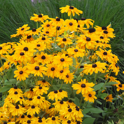 Rudbekia okazała 1szt