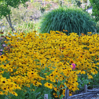 Rudbekia okazała