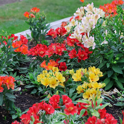 Alstroemeria mix kolorów 4szt