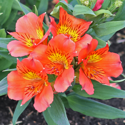 Alstroemeria Orange King 1szt