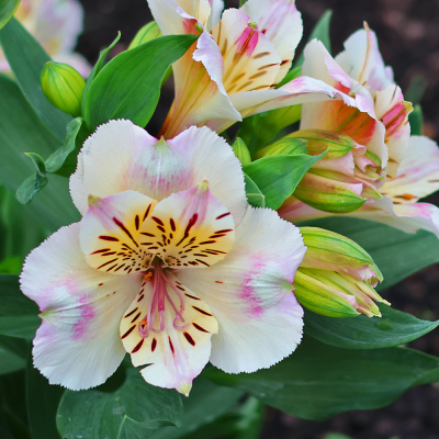 Alstroemeria Venus 1szt