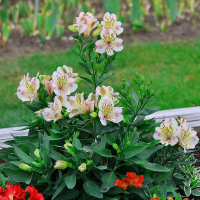 Alstroemeria Venus