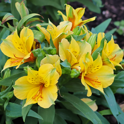 Alstroemeria Lutea 1szt