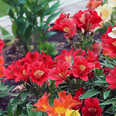 Alstroemeria czerwona 1szt