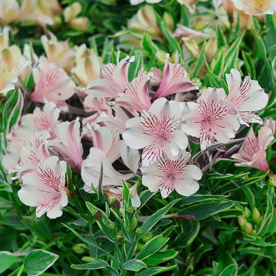 Alstroemeria Ligtu różowa 1szt