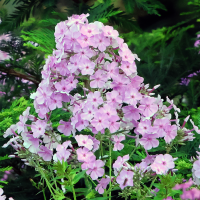 Phlox Pinky Hill