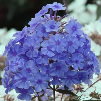 Phlox Blue Boy