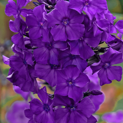 Floks - phlox Nicky 1szt