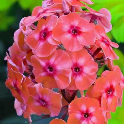 Floks - phlox Orange Perfection 1szt